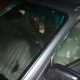 Illustration for article titled Does a Bear Steal a Car in the Woods?